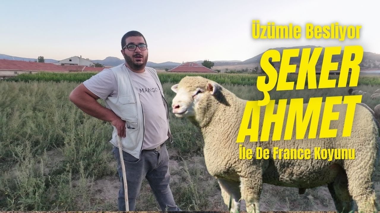 ŞEKER AHMET ÎLE DE FRANCE KOYUNLARINI ÜZÜM ÇEKİRDEĞİ İLE BESLİYOR