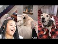 Random Things That TRIGGERS Their Dogs (Tik Tok Compilation) | Reaction