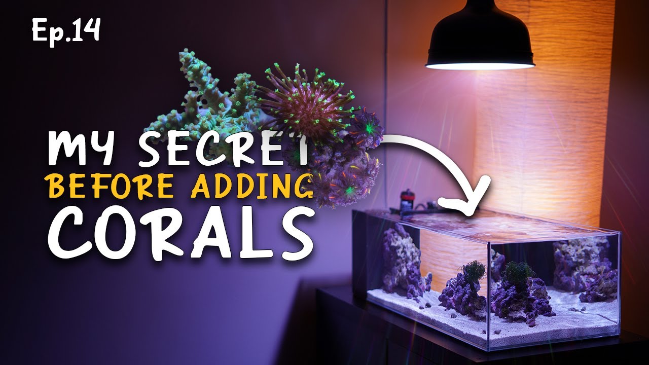 How I prepare an aquarium for corals | Ep.14 Nano Reef Competition