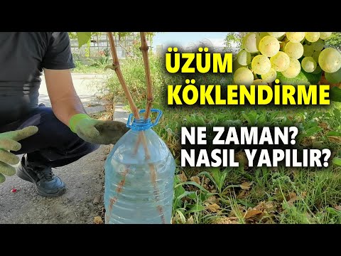 ÜZÜM KÖKLENDİRME NASIL YAPILIR?ÜZÜM ÇELİĞİ KÖKLENDİRME-ÜZÜM KÖKLENDİRME ZAMANI-Grape Root