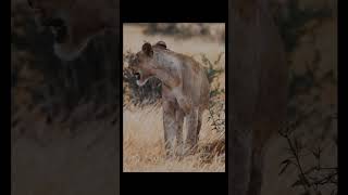 Download Lagu Watch How Cats 'Fish' for Treats Like Magicians! ๐พโจ MP3 Download Lagu Watch How Cats 'Fish' for Treats Like Magicians! ๐พโจ MP3