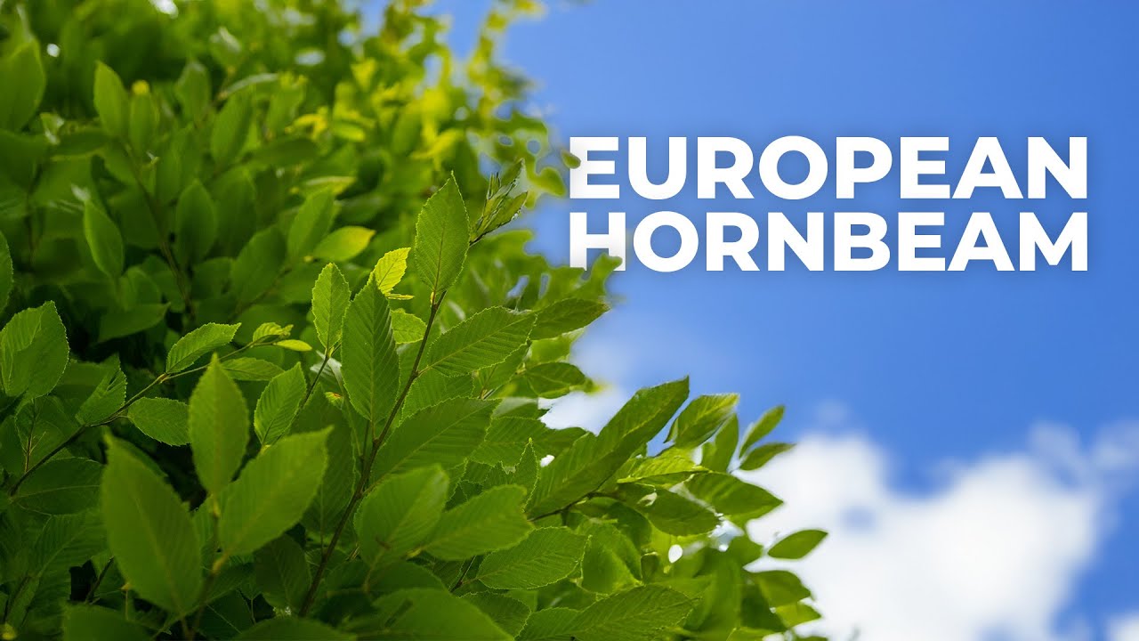 European Hornbeam: Tree Of The Week