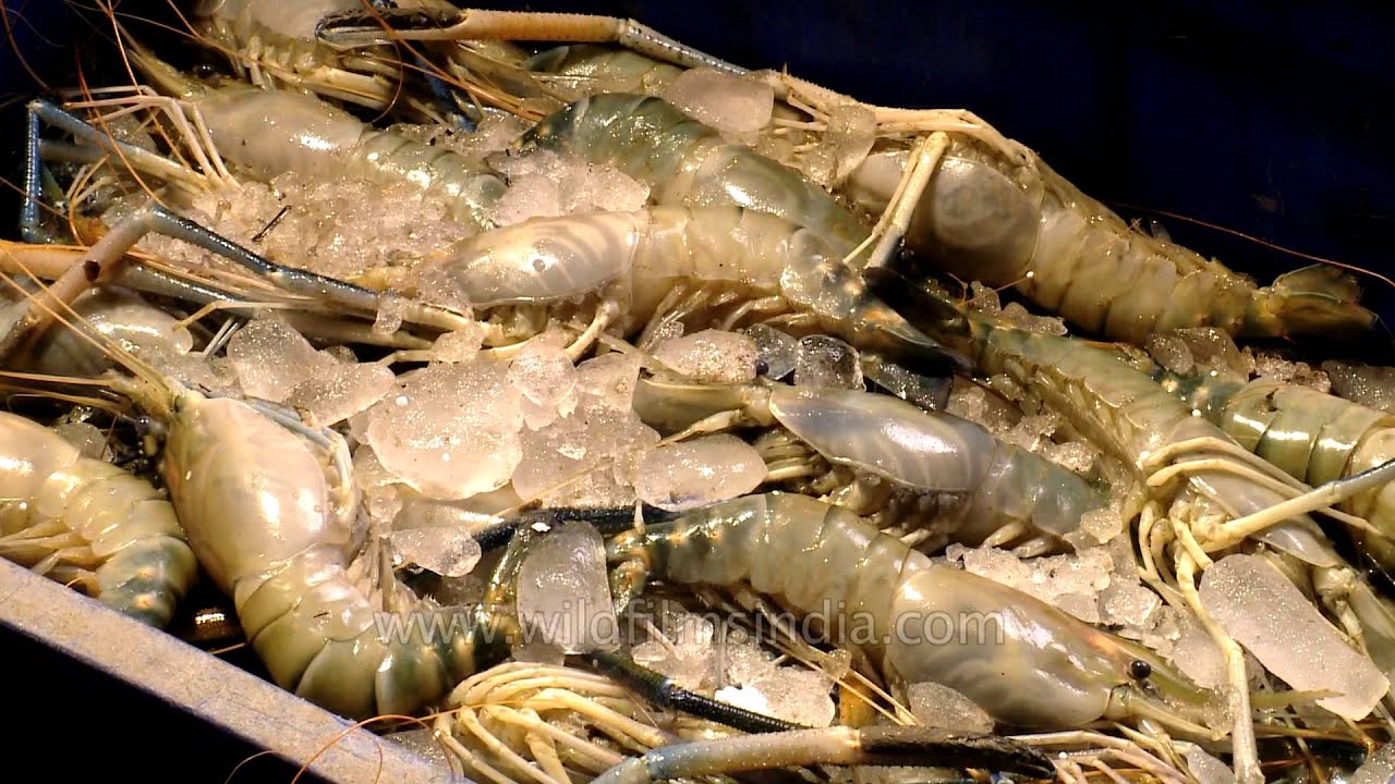 Jhinga or prawns and shrimp fresh from the Bay of Bengal - YouTube