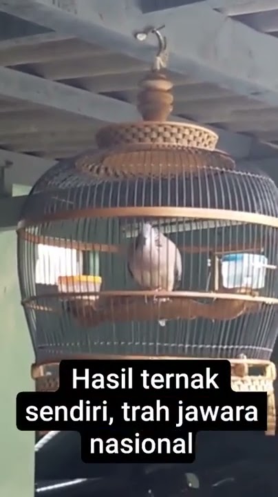 Derkuku kelantan jantan kuk1 umur 1 tahun Ring GS2 trah jawara Gacor, mantab