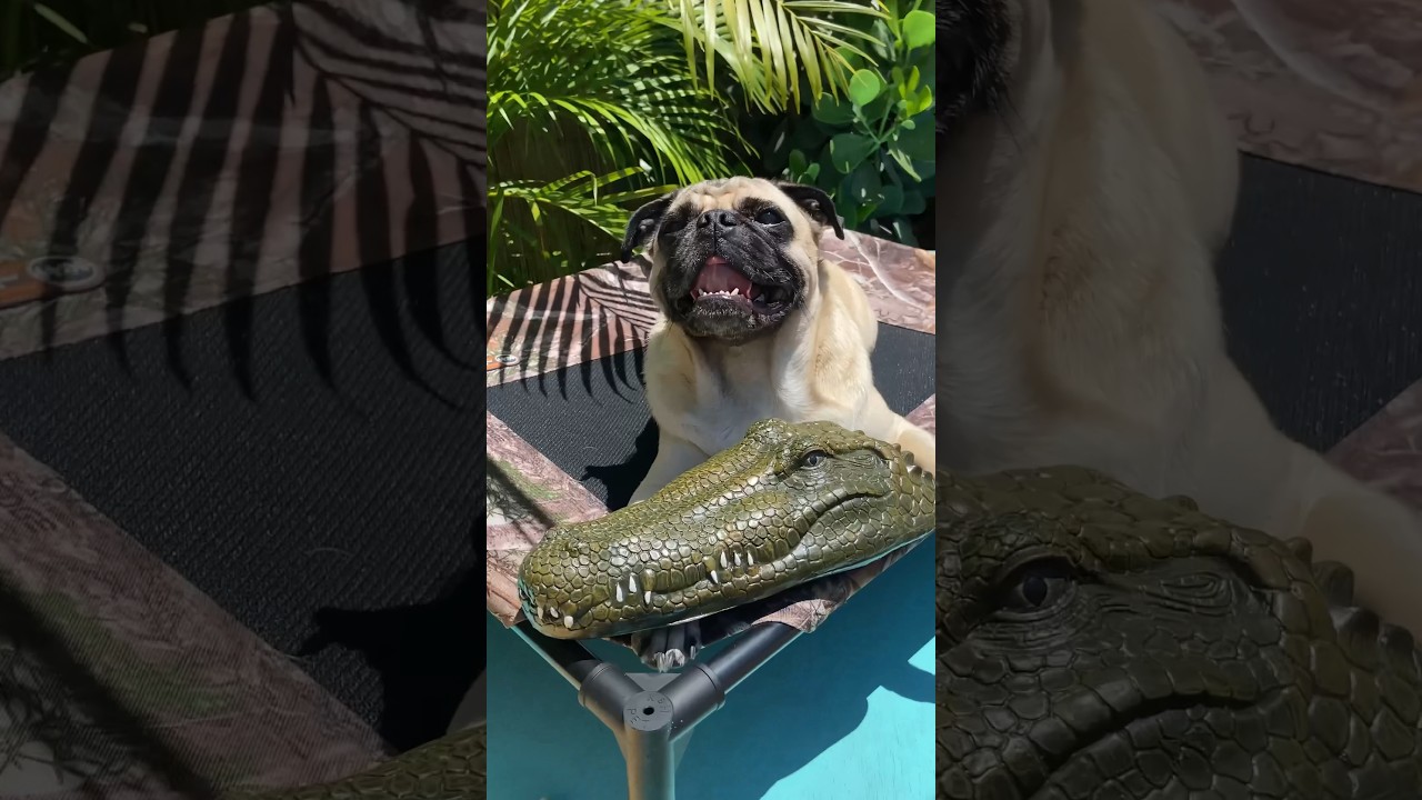 Alligator prank in lake