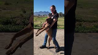 Dog Refuses Car Ride, Carried Like Baby Into Trunk