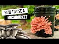 How to Use a North Spore MushBucket | Quick Start Guide!