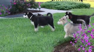 Alaskan Malamute Puppies For Sale