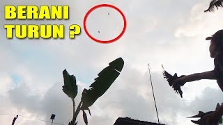 Terbangin Burung Merpati Rumahan merpatiku