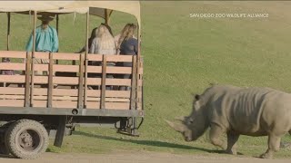 Whats New At The San Diego Zoo Safari Park