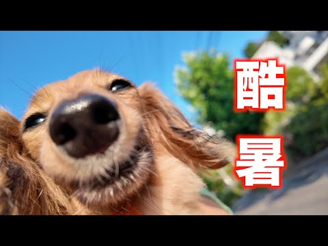 【暑サニマケズ】シニア犬のモーニングルーティン改【カニンヘンダックスえびすの日常】