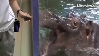 大口あ〜〜ん・・カバの百吉〜Hippopotamus 