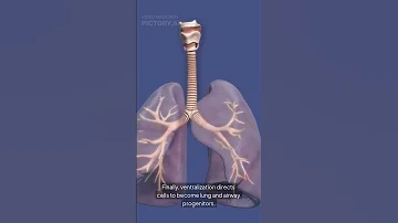 The Future Of Lungs Starts With A Cell Stem Cell Breakthroughs In Regeneration 