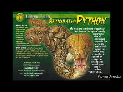 reticulated python sound effects