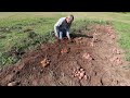 THE FARMHOUSE. Digging the potatoes. Puppy playing.