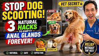 Stop Dog Scooting! 3 Natural Hacks to Empty Anal Glands FOREVER
