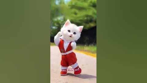 Kucing Imut Joget Lucu #kucing #kucinglucu #kucingjoget