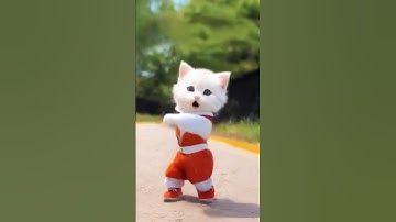 Kucing Imut Joget Lucu #kucing #kucinglucu #kucingjoget
