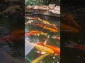 Beautiful 😍 #beautiful #fish #shortsfeed #viral