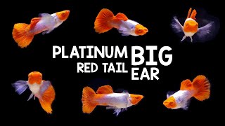 Calm with Platinum Red Tail Big Ear Guppy – Deep Relaxing Music & Water Sounds screenshot 2