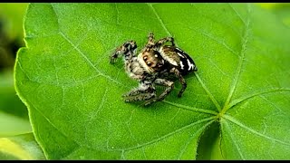 Look In To The Face Of Wild Spider Like Human Face The Small Thing On Earth Wildlife Of Nature