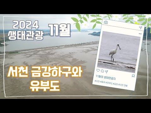 천연기념물 만나러 떠나는 <strong>갯벌</strong> 여행🐦ㅣ이달의 생태관광지- 서천 #금강하구 #유부도