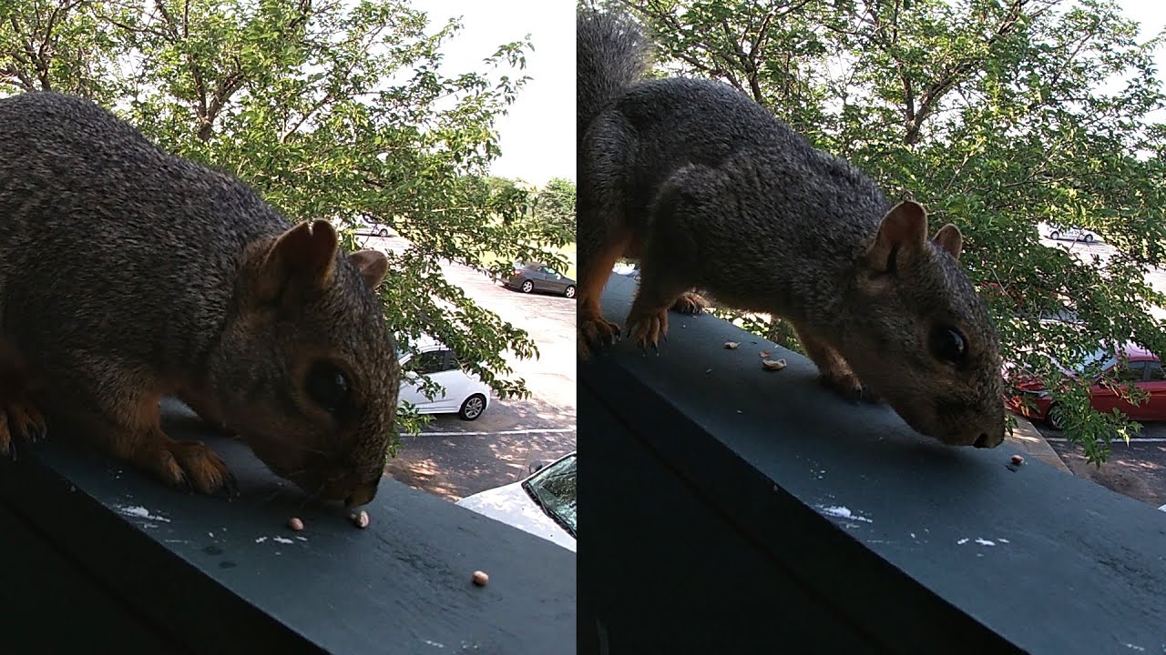 Can you find the difference between these two squirrels? Balcony