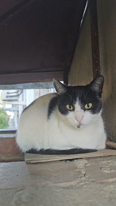 УЛИЧНЫЙ КОТИК 😿🙏 #cat #котки #милыекоты - YouTube