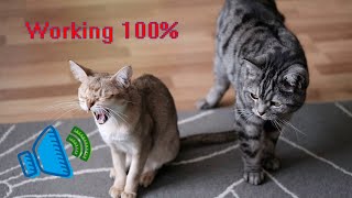 CATS AND KITTENS MEOW Pleasant sounds for cats