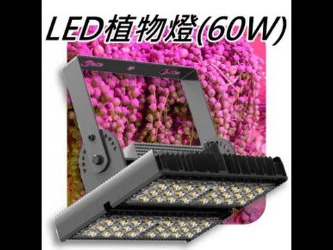 多波段led植物燈管 Led植物生長燈 Led植物栽培燈 Led園藝燈 多肉植物led Youtube