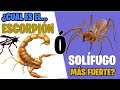 ESCORPIÓN O SOLÍFUGO ¿CUAL ES MÁS FUERTE?