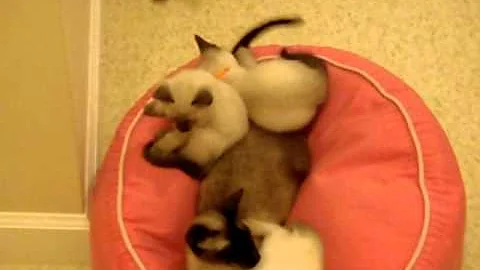 Watch the video about Teamwork- siamese kittens playing with momma cat tail- funny cute video