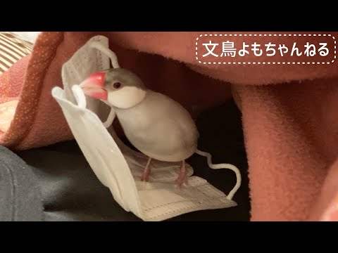 お気に入りの場所にマスクを何度も運ぶ文鳥よもぎ