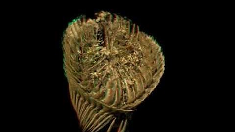 MicroCT scan of polychaete worm (3D)