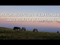 Jeep troubles, Pryor Mountain wild horses, Sykes Ridge 4x4 Road