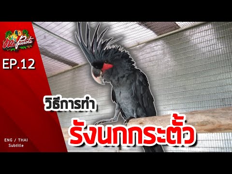 EP12.วิธีการทำรังของนกกระตั้ว (How to build nest for Cockatoo)
