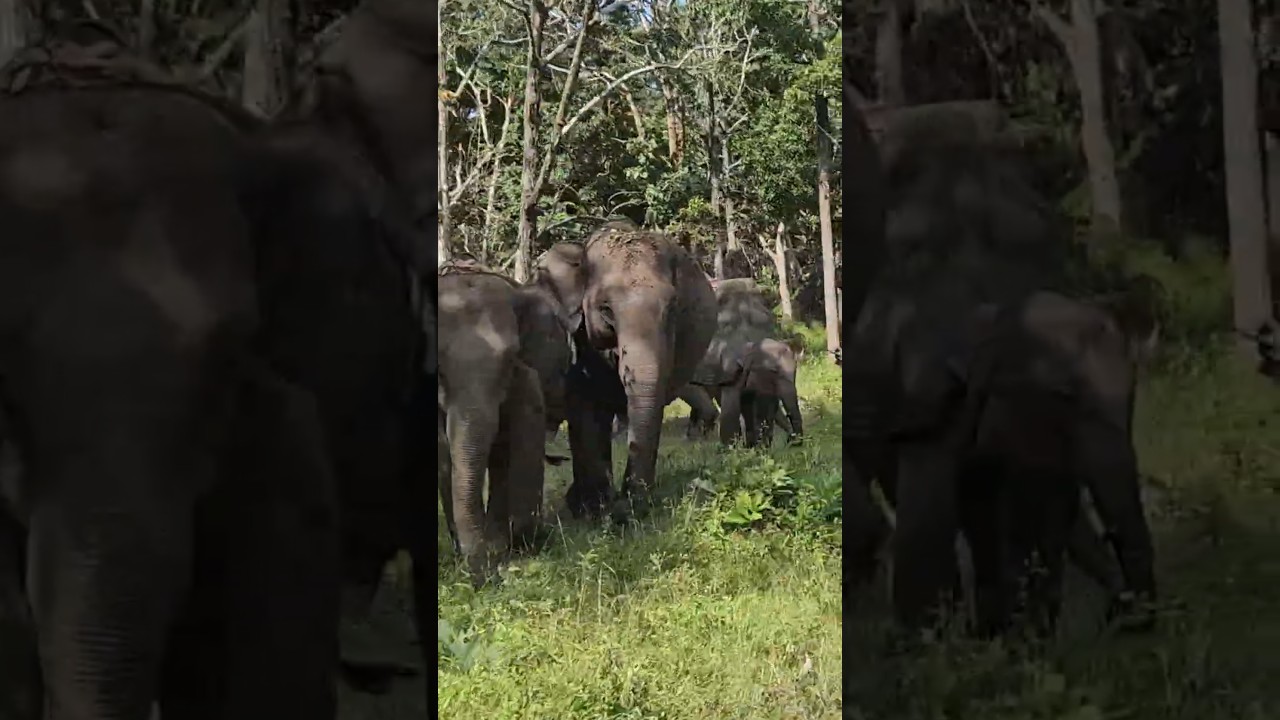Wild Encounters in Bandipur Forest 🐻🐘 Nature Went Crazy Today! #shorts  #ytshorts