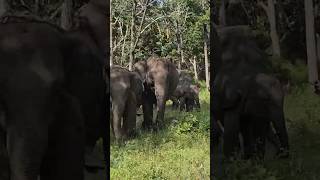 Wild Encounters in Bandipur Forest 🐻🐘 Nature Went Crazy Today! #shorts  #ytshorts
