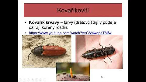 Jaké jsou příznaky Poškození borovic?