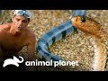 As serpentes mais venenosas do mundo! | Perdido no Sudeste Asiático | Animal Planet Brasil