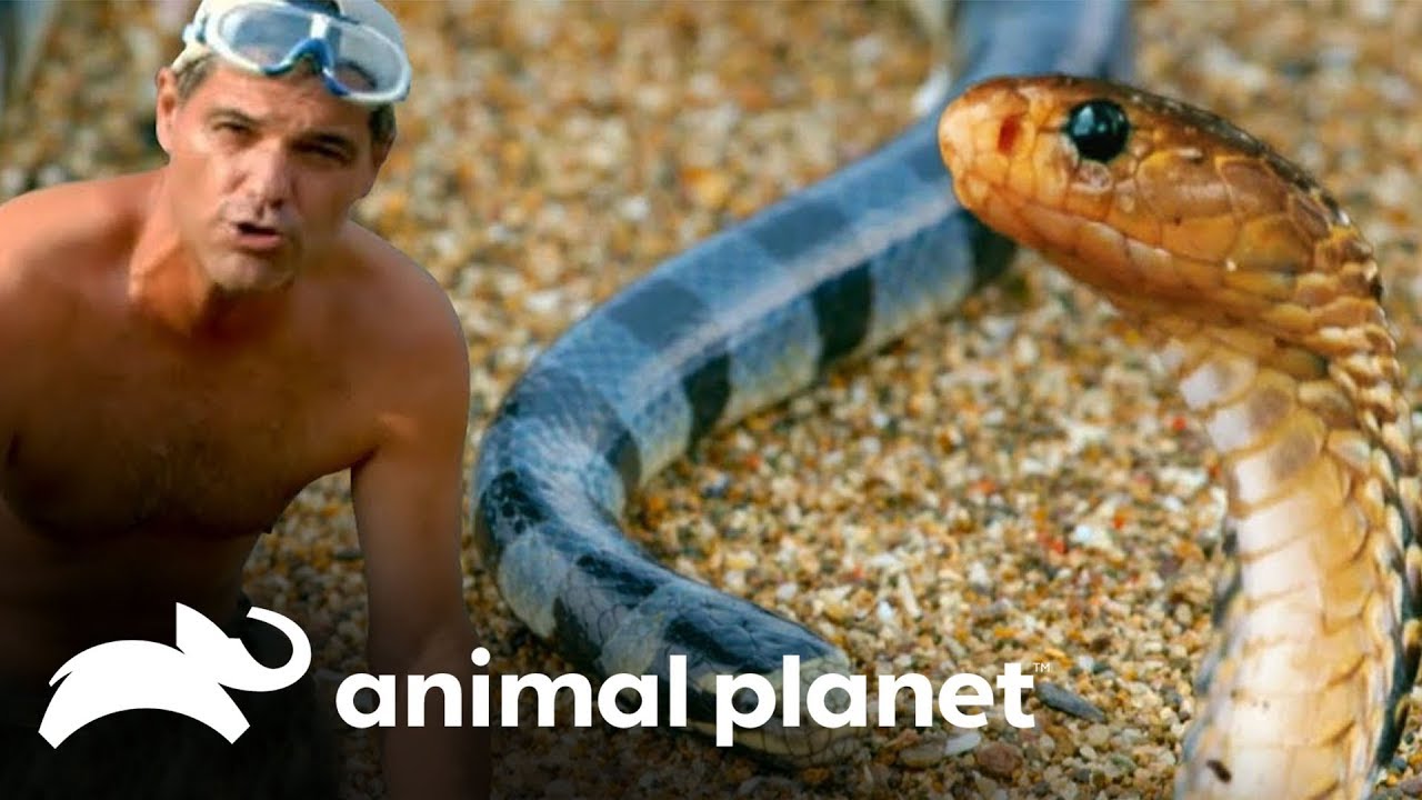 As serpentes mais venenosas do mundo! | Perdido no Sudeste Asiático | Animal Planet Brasil