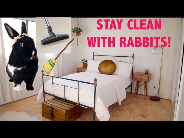 HOW TO KEEP YOUR HOME CLEAN u0026 ORGANIZED WITH RABBITS class=