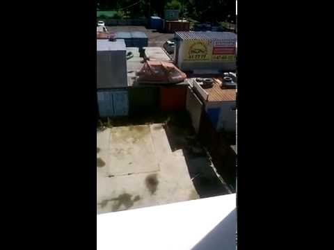Лис в Южно-Сахалинске