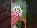 Хойя. Комнатное растение цветёт 🌺