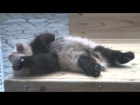 アドベンチャーワールド　パンダ （2012/10/23）