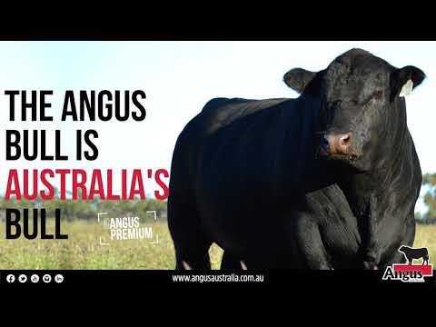 The Angus Bull is Australia's Bull