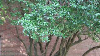 Yaupon holly (Ilex vomitoria) - Plant Identification