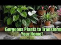 No Sun? No Space? These Gorgeous Plants Don’t Care—and They’ll Transform Your Home”
