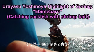 Urayasu Yoshinoya Highlight Of Spring; “Ebimebaru” (Catching Rockfish With Shrimp Bait)