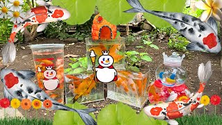 Find a package of ornamental fish, comet fish, koi fish, complete with aquarium and MIXUE bottle